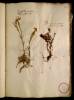  Fol. 15 

Caryophyllus montanus odoratus flore albo. Linaria minima lutea a Bernardo Castelletto